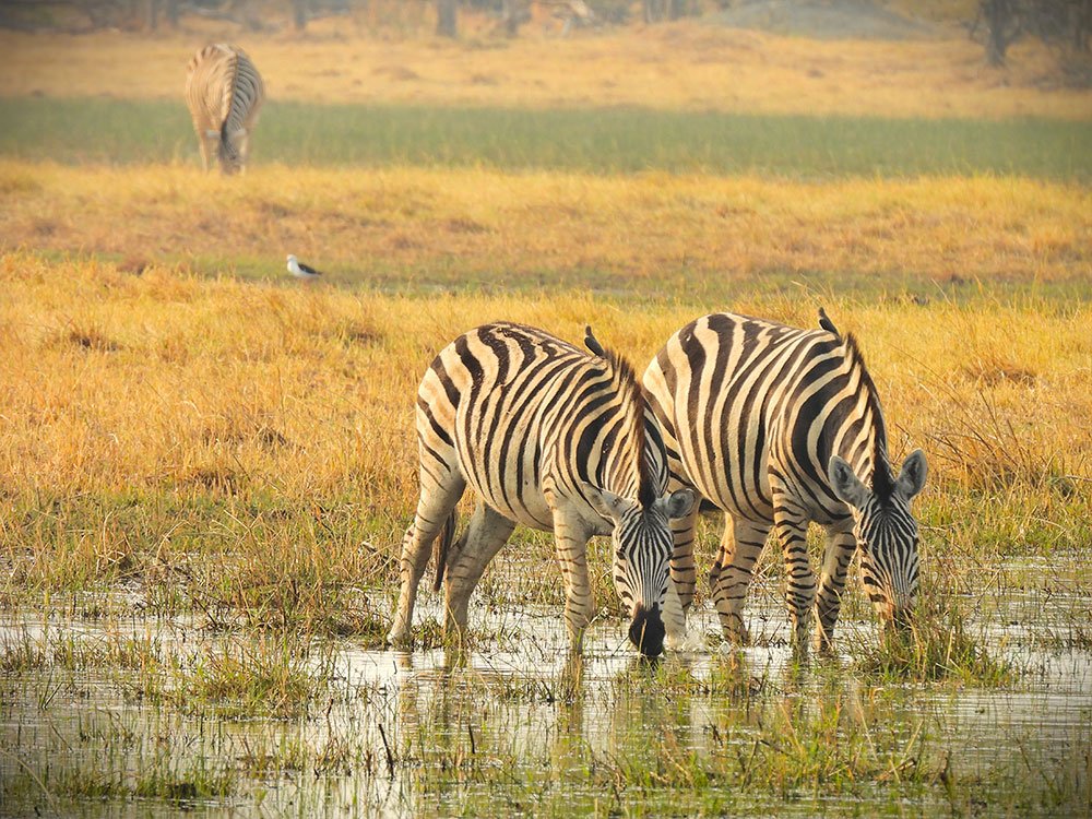 Duurzaam op reis naar Botswana