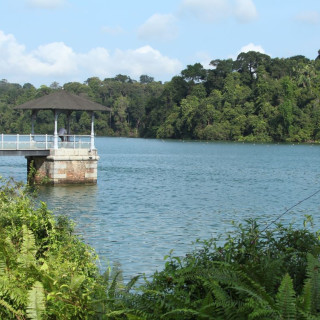 Afbeelding voor MacRitchie Reservoir