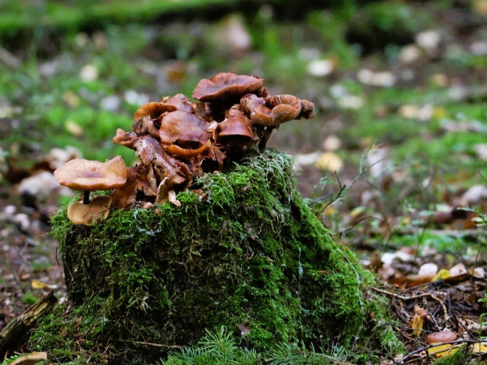 Paddenstoelen