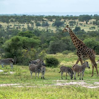 Afbeelding voor Zuid-Afrika