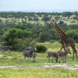 Afbeelding voor Zuid-Afrika
