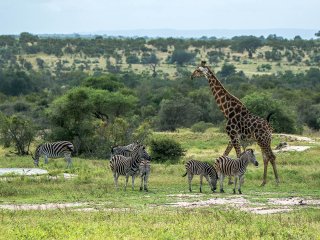 Afbeelding voor Zuid-Afrika