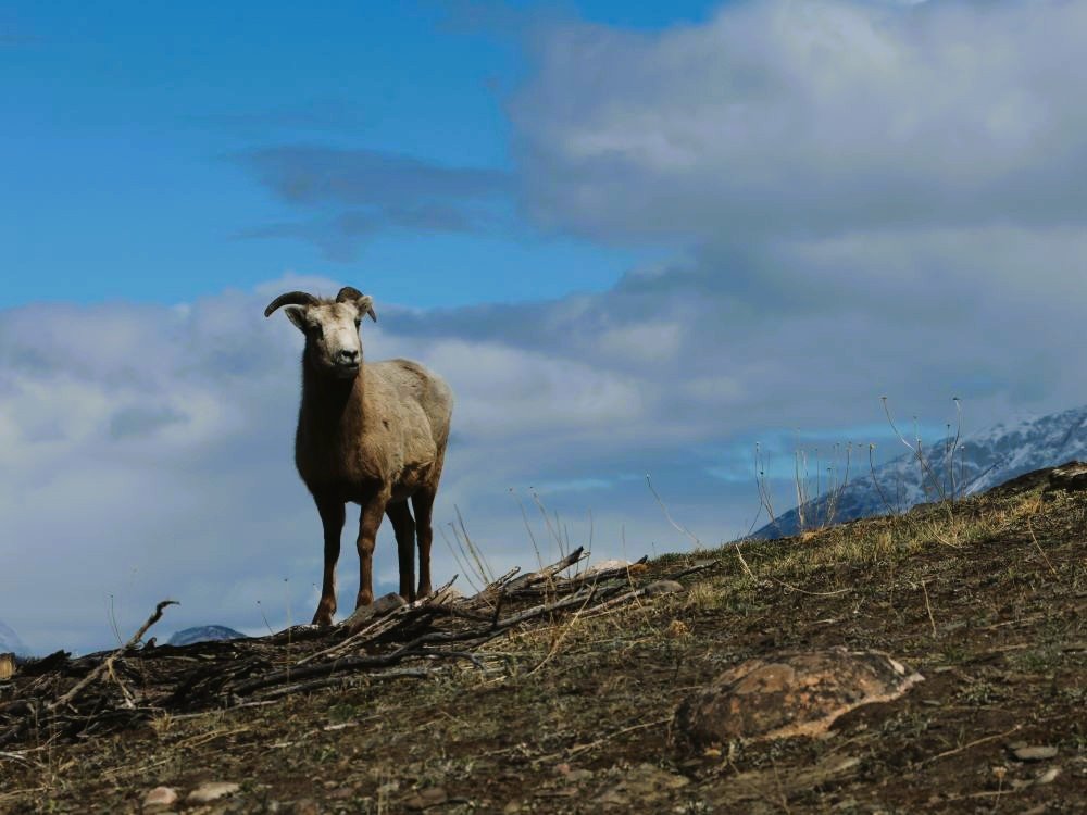 Big horn sheep
