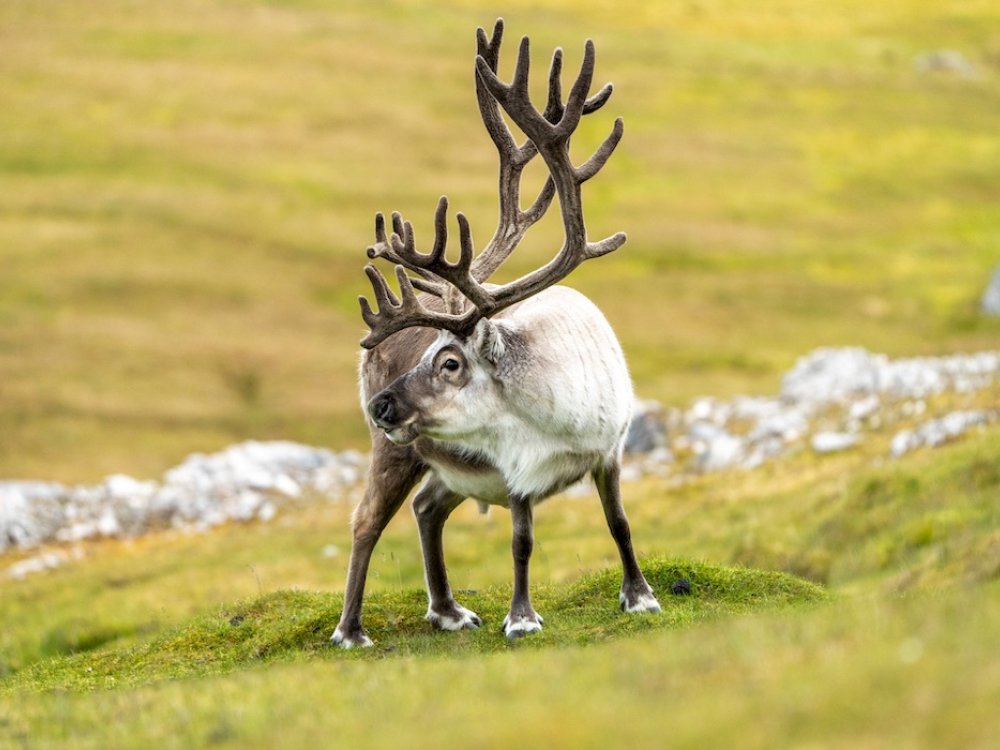 Rendier op Spitsbergen