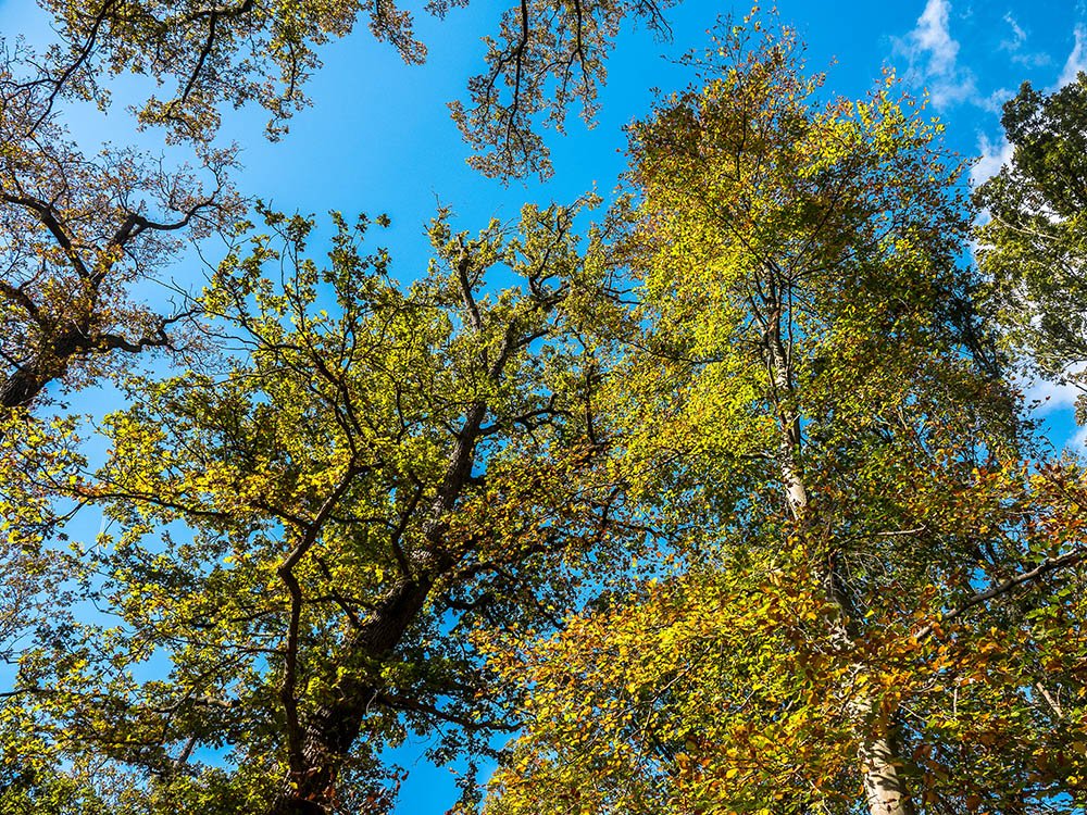 Herfstbos