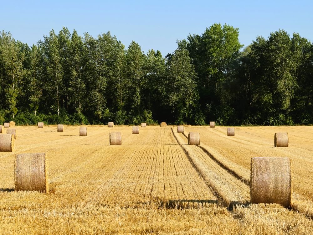 Platteland