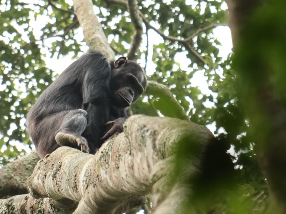 Chimps trek