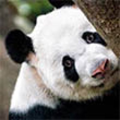 Afbeelding voor Local Hero Travel - Rondreis China