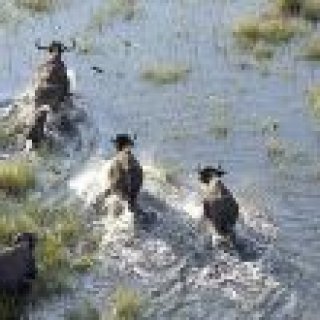 Afbeelding voor TUI - Botswana in Groep