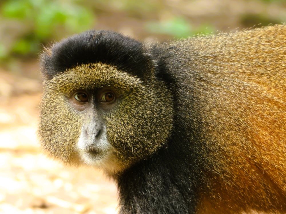 Golden monkey Volcanoes