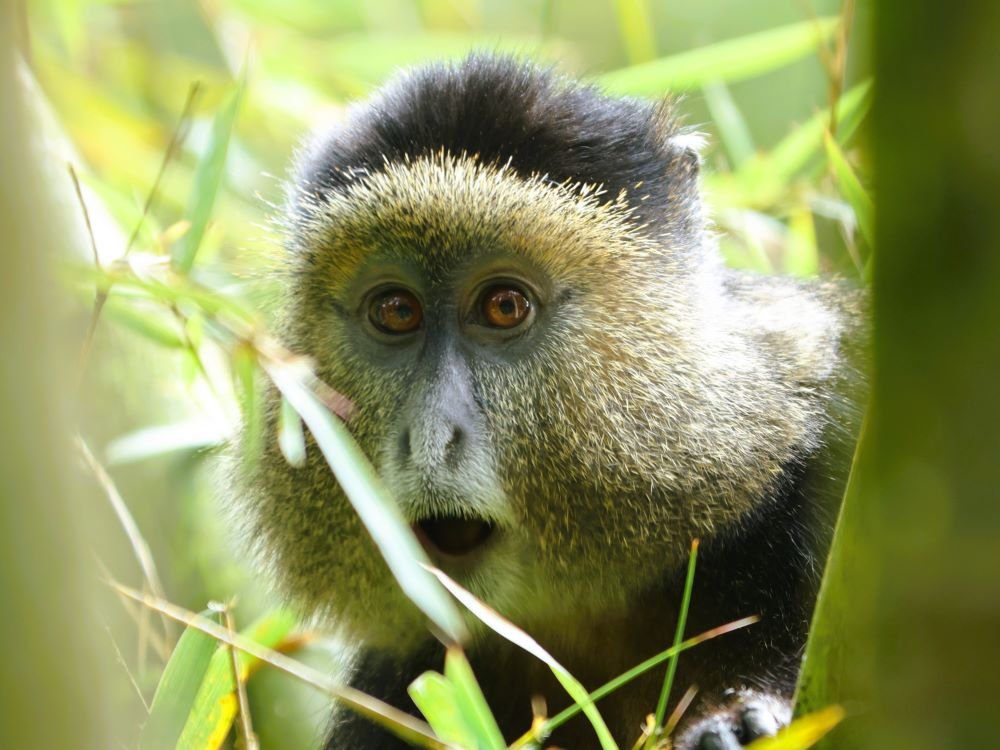 Golden monkey