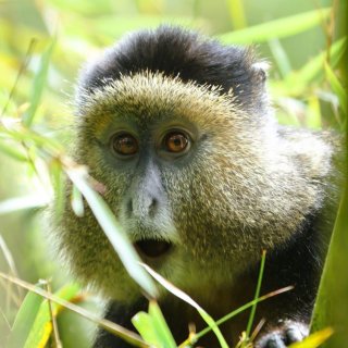 Afbeelding voor Rwanda