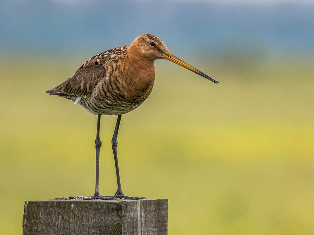Grutto in de Eempolder