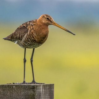 Afbeelding voor Vogels in Nederland