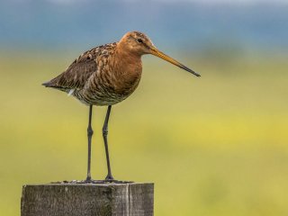 Afbeelding voor Vogels in Nederland