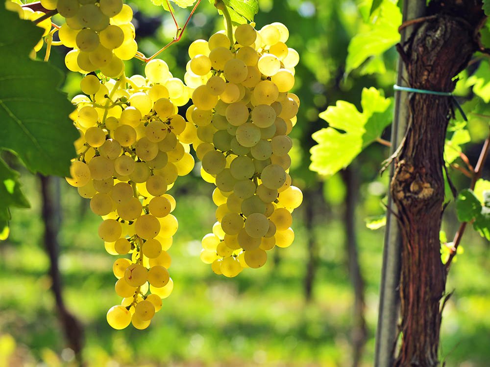 Gutedel druiven
