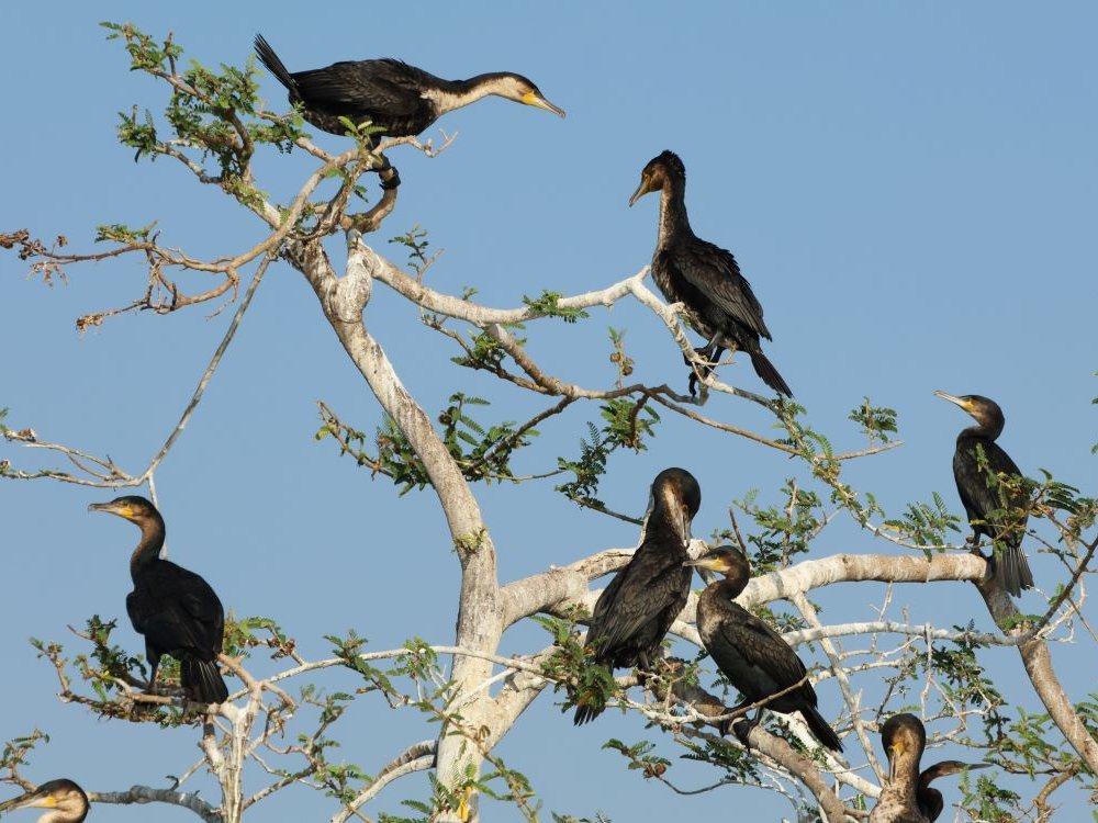 Vogels fotograferen