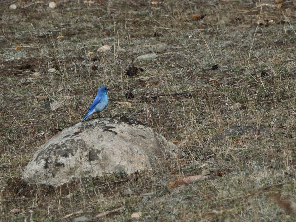 Bergsialia