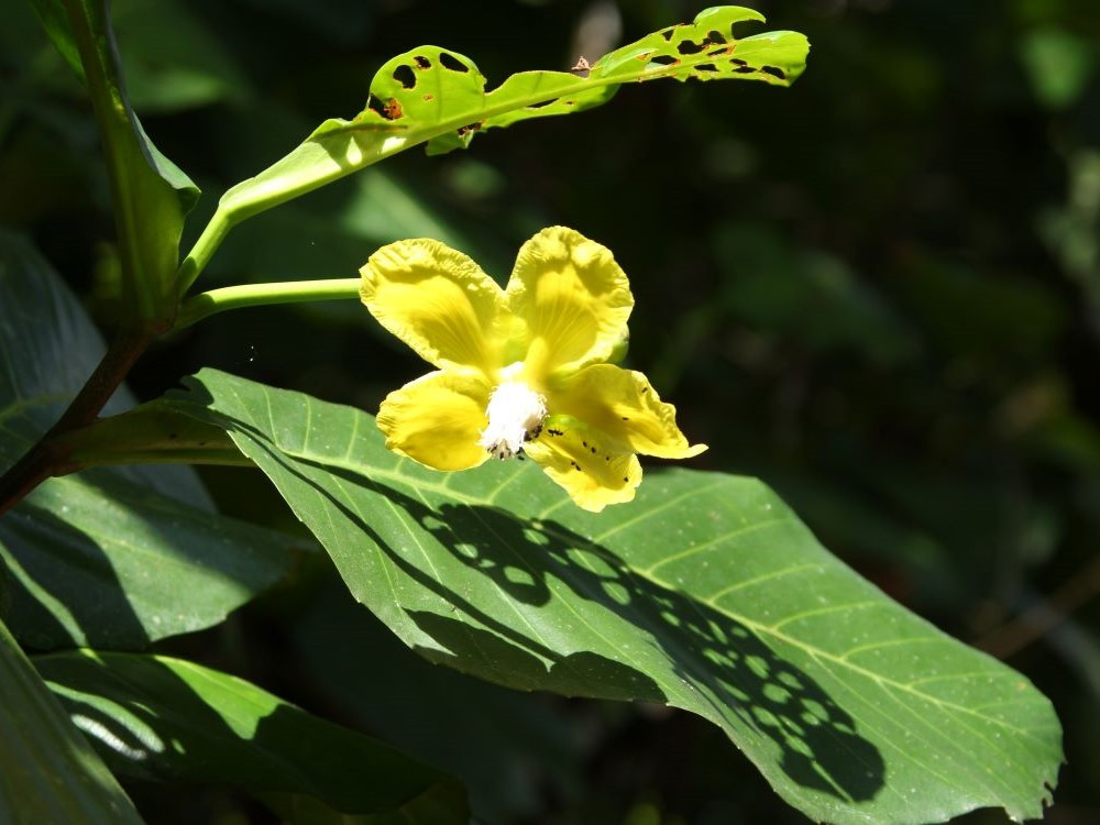 Kleurrijke bloemen