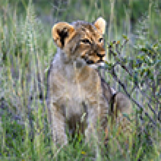 Afbeelding voor Undiscovered - Familiereizen Namibië