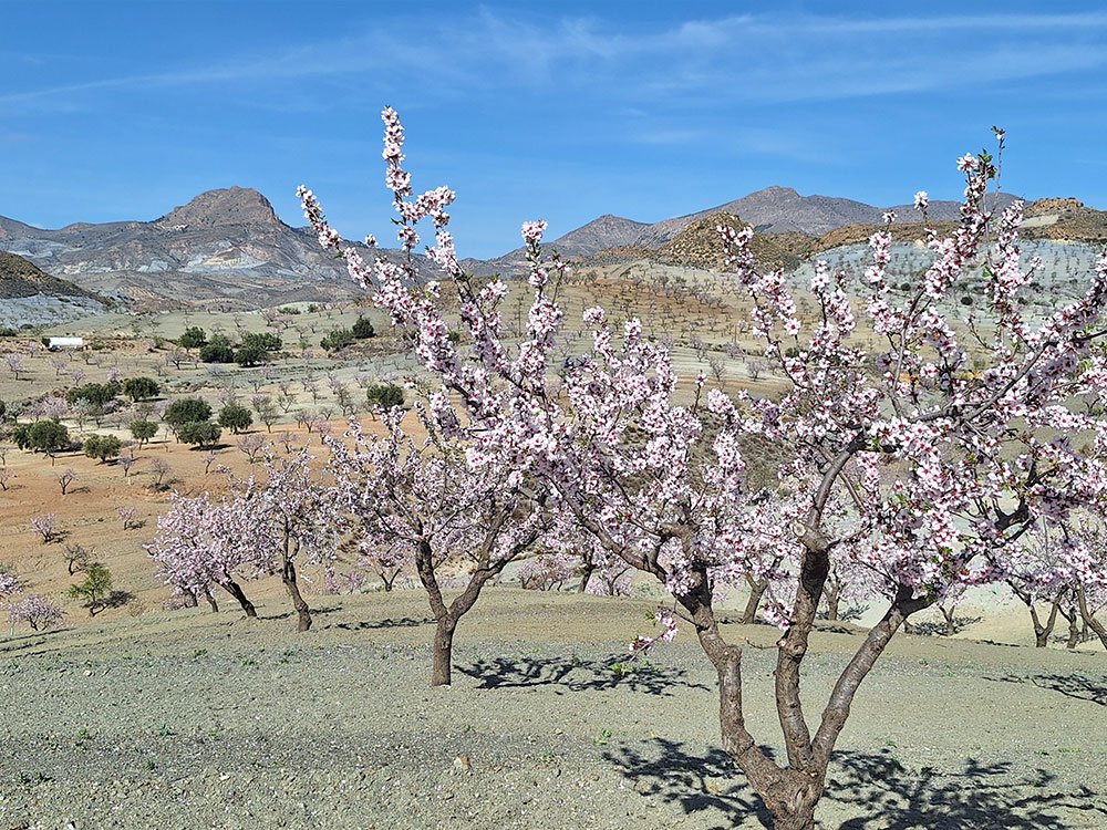 Natuur Almanzora Vallei
