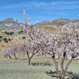 Afbeelding voor Almanzora Vallei