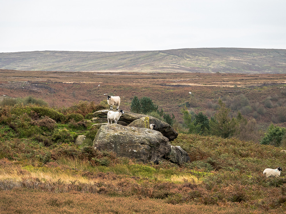 Schapen