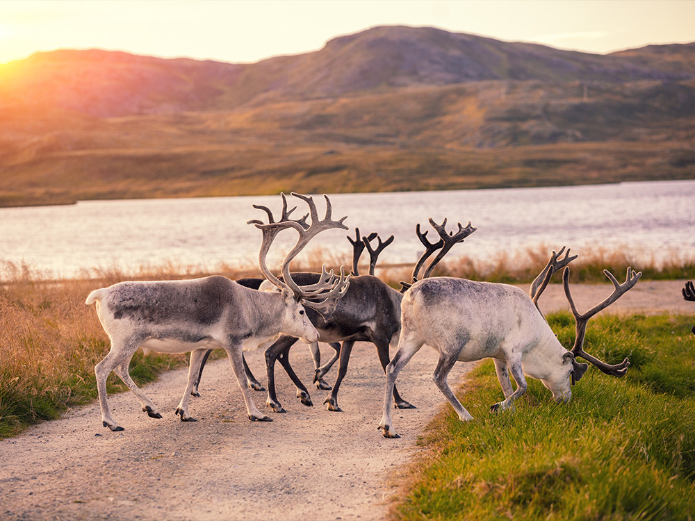 Zomer in Lapland