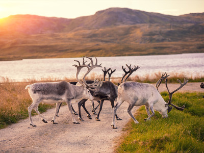 Afbeelding bij Lapland zomer