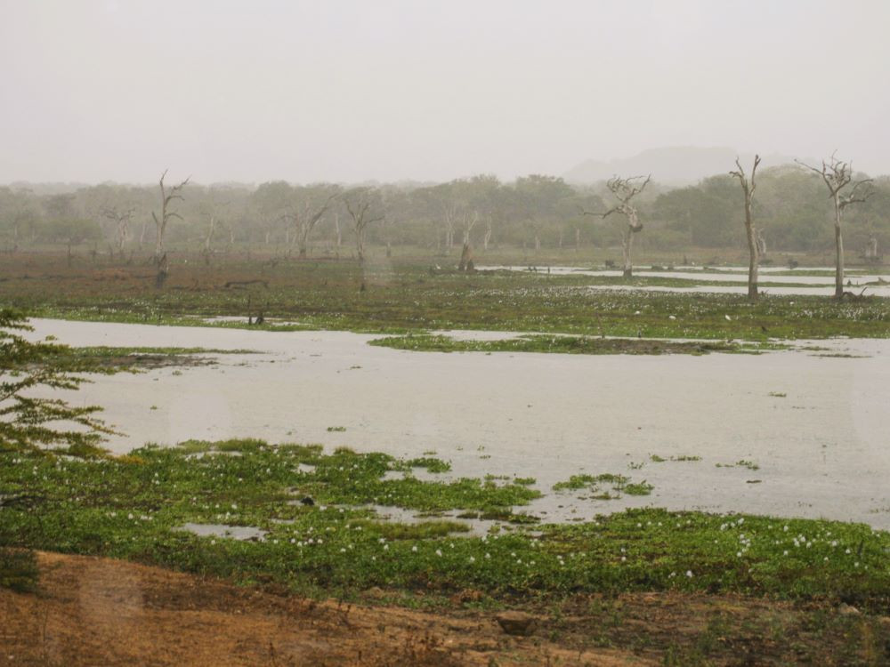 landschap Yala