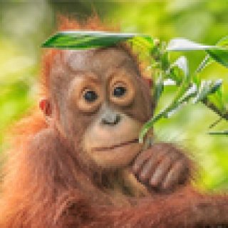 Afbeelding voor PANGEA Travel - Borneo & West-Maleisië