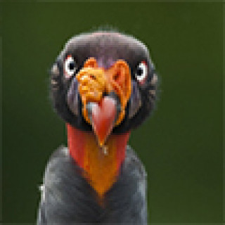 Afbeelding voor BirdingBreaks - Costa Rica