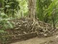 Overwoekerd door jungle