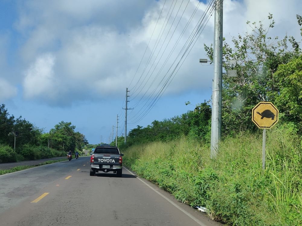 Tortoise crossing