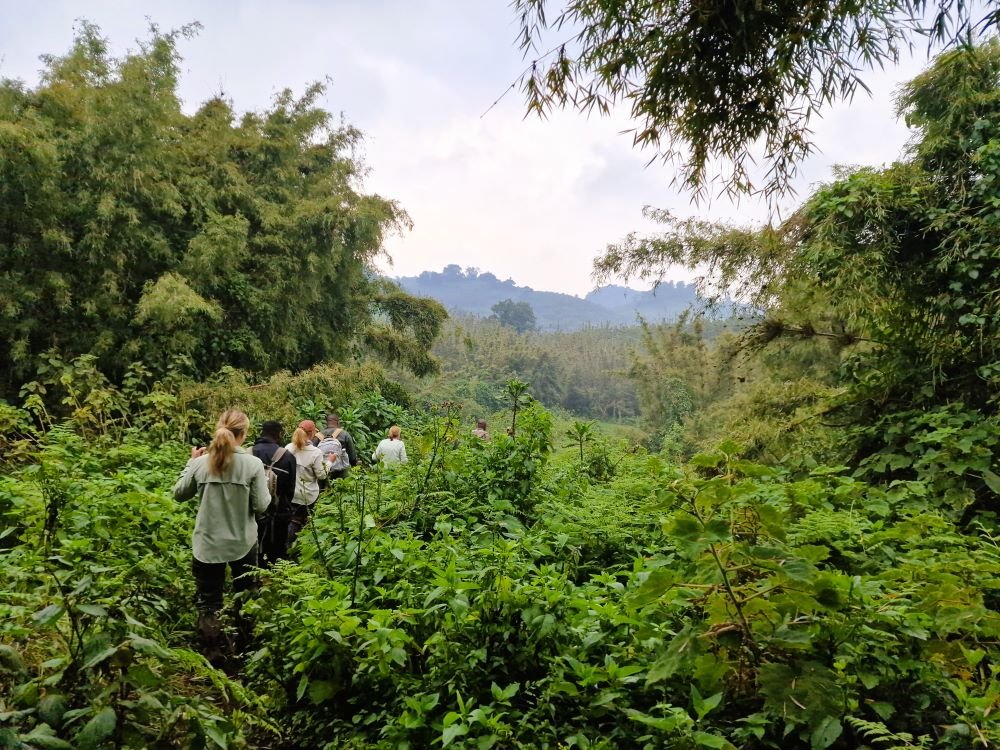 Trekking in Volcanoes NP