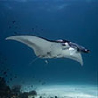 Afbeelding voor GetYourGuide - Duikexcursies