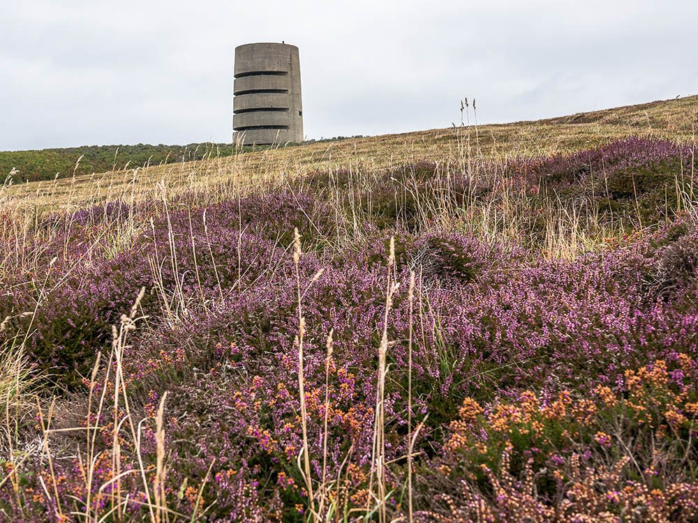 Bloeiende heide Guernsey