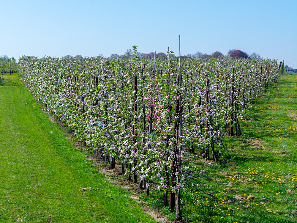 Wandelen langs de fruitboomgaard