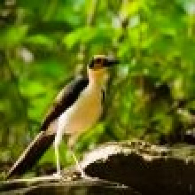 Afbeelding voor Inezia Tours - Vogelreis Ghana