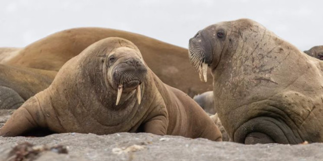 Afbeelding voor Inezia Tours - Expeditiereizen naar Spitsbergen