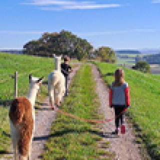 Afbeelding voor Booking.com - Tussen de alpaca's