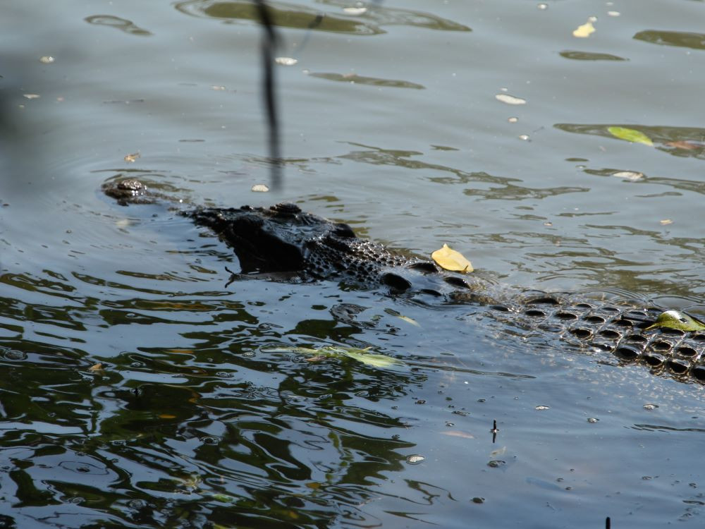 Krokodil Singapore