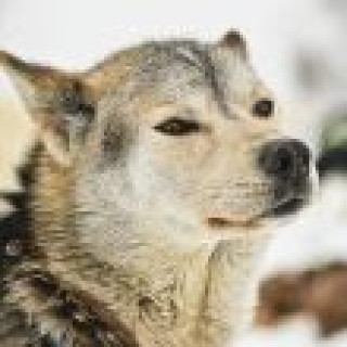 Afbeelding voor Manawa - Arctic Dog Sledding Tromsø