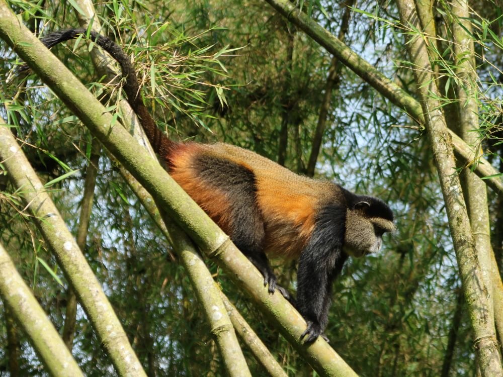 Gouden meerkat op bamboe
