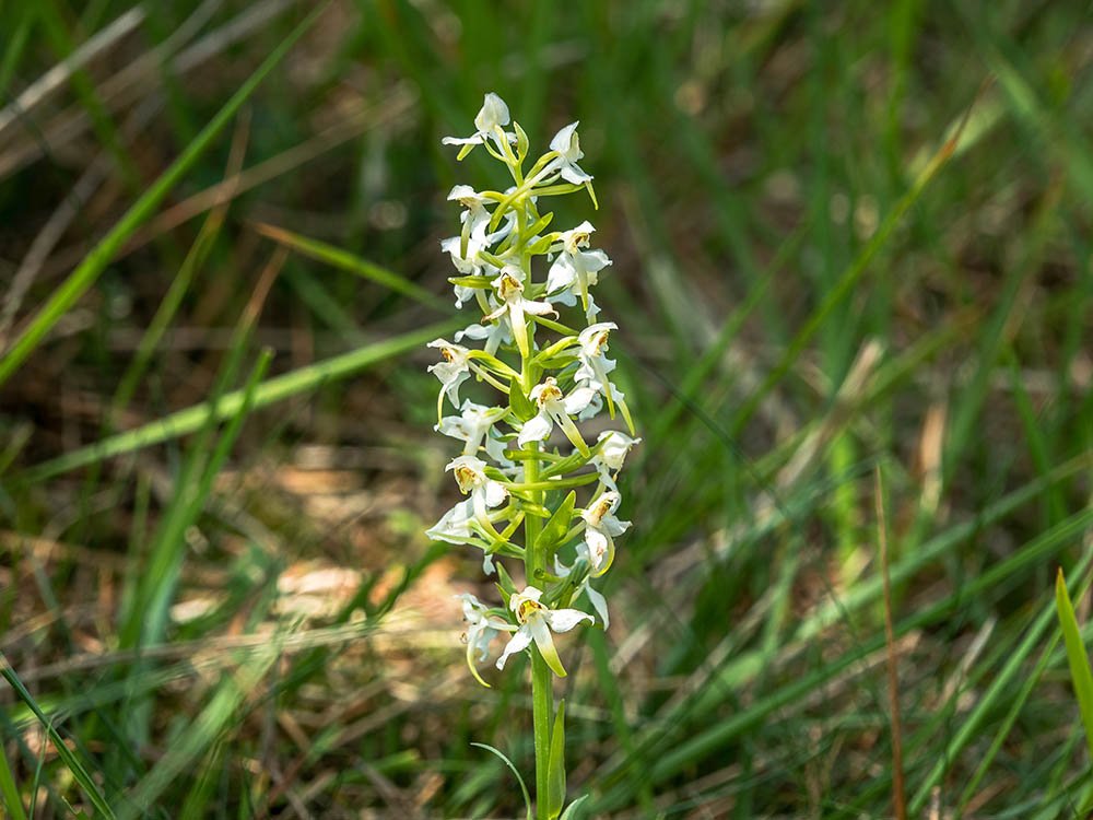Welriekende nachtorchis