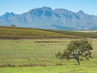 Afbeelding voor Stellenbosch