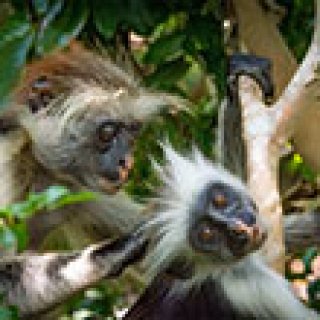 Afbeelding voor Afrika Safari - Moeraswandeling Kibale