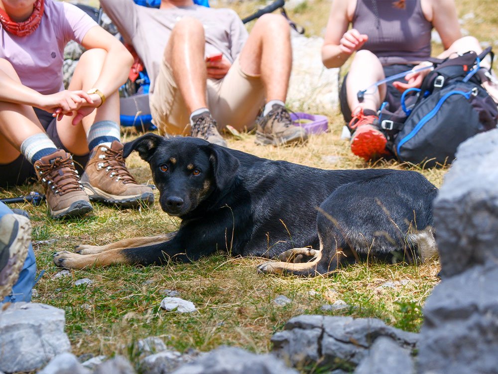 Lokale honden wandelen mee