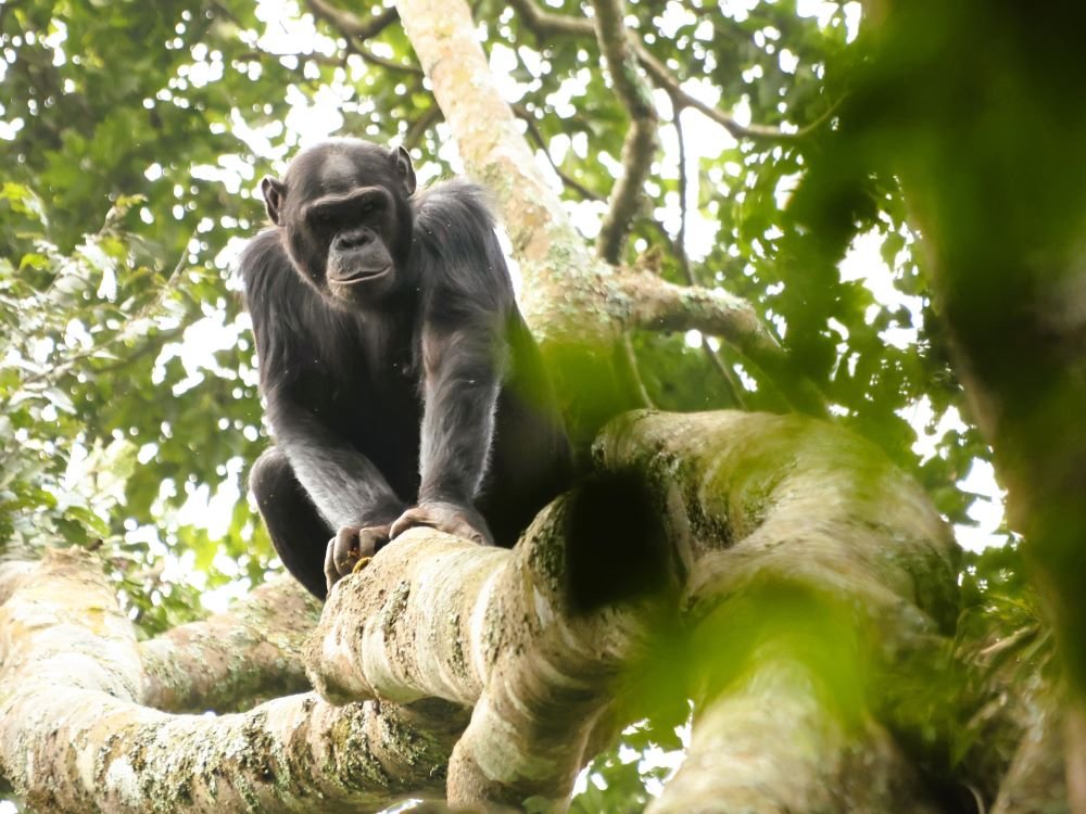 Chimpansee