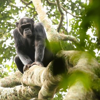 Afbeelding voor Nyungwe Forest Nationaal Park